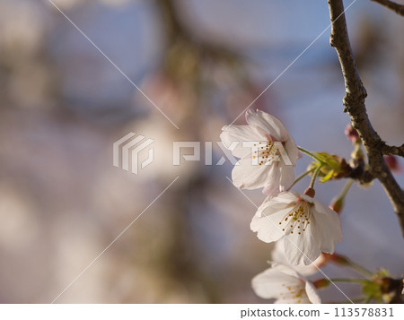 Cherry blossoms blooming in the spring sunshine Cherry blossoms blooming in the spring sunshine 113578831