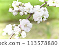 Double cherry blossoms 113578880