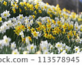Trumpet daffodil 113578945