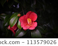 Camellia 113579026