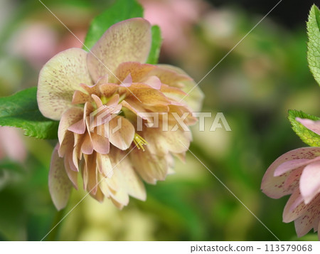 Christmas loin flower 113579068