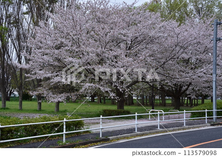 Scenery with cherry blossoms Scenery with cherry blossoms 113579098
