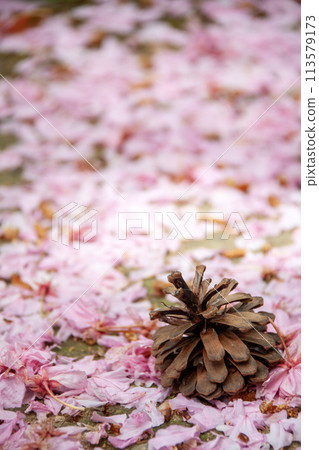 散落的櫻花和松果 113579173