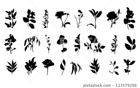 Botanical Floral Silhouettes Set Hand Drawn Plants Botanical Floral Silhouettes Set Hand Drawn Plants 113579298