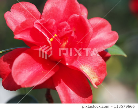Close-up of camellia flower Close-up of camellia flower 113579666