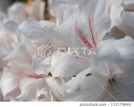 白杜鵑花 白杜鵑花 113579669