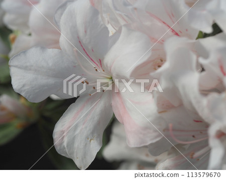 白杜鵑花 白杜鵑花 113579670