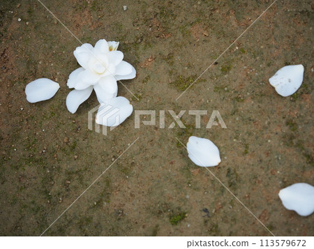 白色的山茶花落在地上 白色的山茶花落在地上 113579672