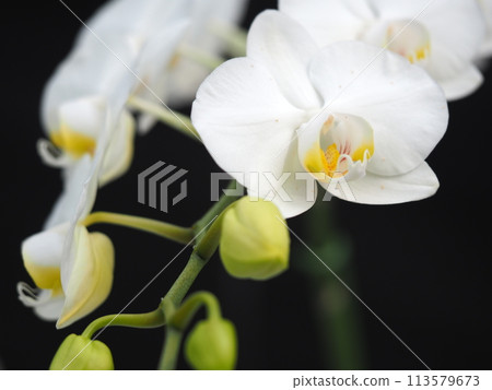 白色蘭花花 白色蘭花花 113579673