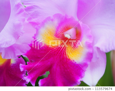 粉紅色的蘭花花 113579674