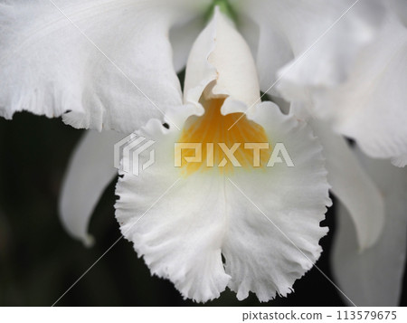 白色蘭花花 白色蘭花花 113579675