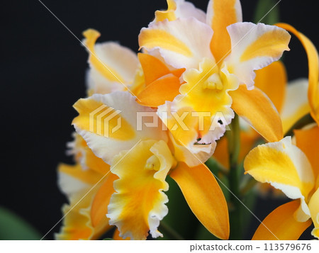 黃色蘭花花 黃色蘭花花 113579676