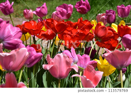 Colorful tulips Colorful tulips 113579769
