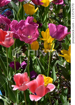 Colorful tulips Colorful tulips 113579770