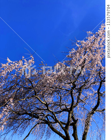 藍天映襯下盛開的垂枝櫻花 113579784