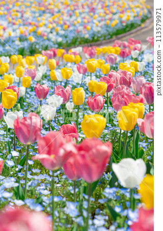 岐阜世界玫瑰園、鬱金香盛開<岐阜縣可兒市> 113579971