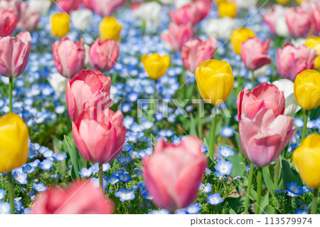 Gifu World Rose Garden, tulips in full bloom (Kani City, Gifu Prefecture) 113579974