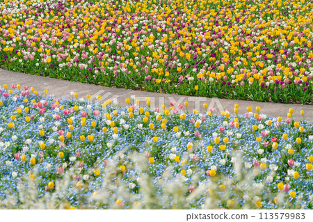 岐阜世界玫瑰園、鬱金香盛開<岐阜縣可兒市> 113579983