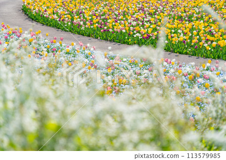 Gifu World Rose Garden, tulips in full bloom (Kani City, Gifu Prefecture) 113579985