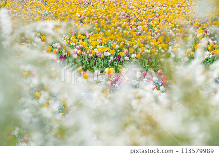 Gifu World Rose Garden, tulips in full bloom (Kani City, Gifu Prefecture) 113579989