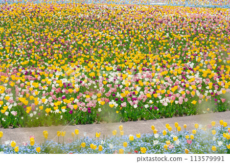 Gifu World Rose Garden, tulips in full bloom (Kani City, Gifu Prefecture) 113579991
