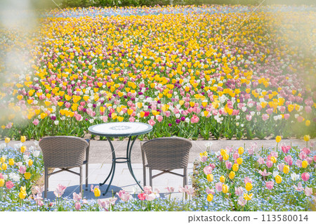 Gifu World Rose Garden, tulips in full bloom (Kani City, Gifu Prefecture) 113580014