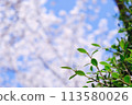From fresh greenery to cherry blossoms 113580026