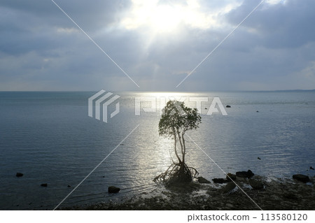 石垣島的白木 石垣島的白木 113580120
