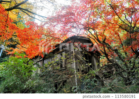 [Mountain huts in Japan] Abandoned buildings in the forest on the Dogashima Valley trail in Hakone, Kanagawa Prefecture (2012) 113580191