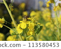 Bee and rape flowers 113580453