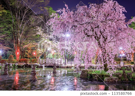 岐阜市日中友誼花園的櫻花筏 岐阜市日中友誼花園的櫻花筏 113580766