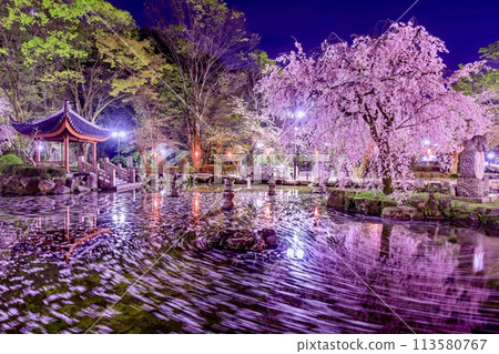 Cherry blossom rafts at the Japan-China Friendship Garden in Gifu City Cherry blossom rafts at the Japan-China Friendship Garden in Gifu City 113580767