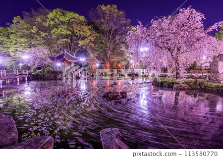 Cherry blossom rafts at the Japan-China Friendship Garden in Gifu City Cherry blossom rafts at the Japan-China Friendship Garden in Gifu City 113580770