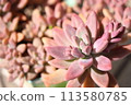 Autumnal succulent plant 113580785