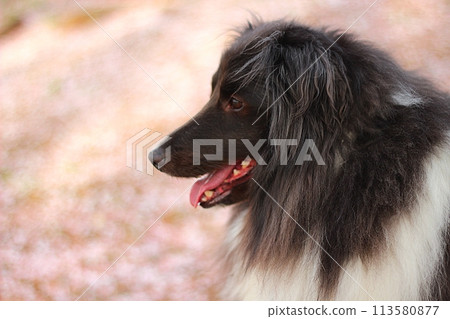 Spring park, cherry blossoms and black dog (Sheltie) 113580877