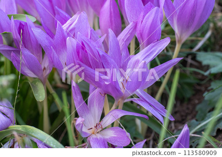 Purple colchicum flowers blooming in autumn 113580909