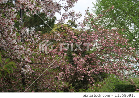 福岡春天舞鶴公園 福岡春天舞鶴公園 113580913