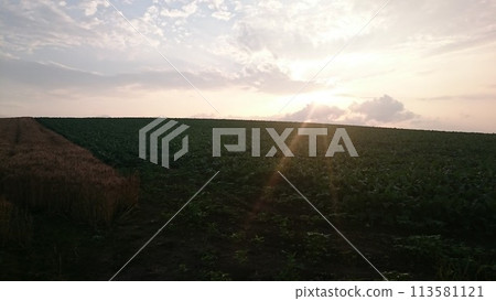 Sunset over the wheat field Sunset over the wheat field 113581121