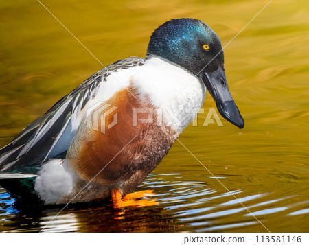 Shoveler at the water's edge Shoveler at the water's edge 113581146