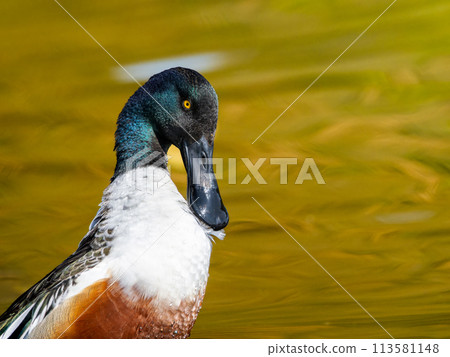 Shoveler at the water's edge 113581148