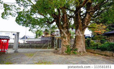 The large sacred tree of Gosho Hachiman Shrine The large sacred tree of Gosho Hachiman Shrine 113581851
