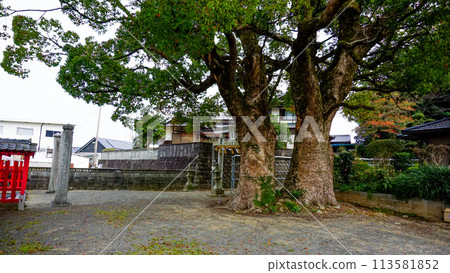 禦所八幡宮的大神木 禦所八幡宮的大神木 113581852
