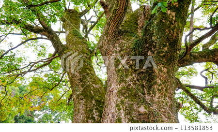 禦所八幡宮的大神木 113581853