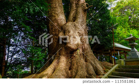 The large sacred tree of Gosho Hachiman Shrine The large sacred tree of Gosho Hachiman Shrine 113581861