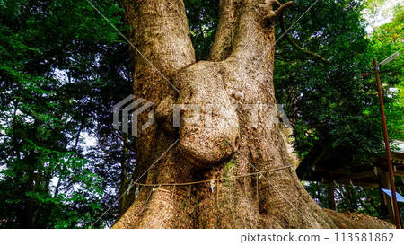The large sacred tree of Gosho Hachiman Shrine The large sacred tree of Gosho Hachiman Shrine 113581862