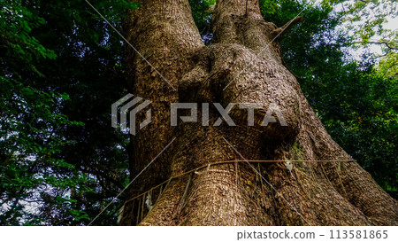 The large sacred tree of Gosho Hachiman Shrine 113581865