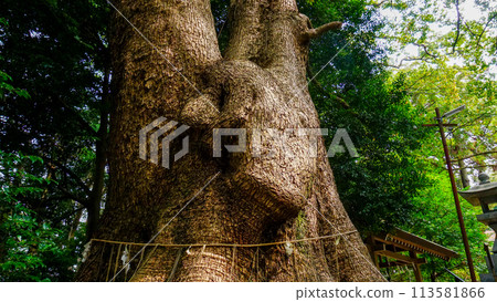 The large sacred tree of Gosho Hachiman Shrine The large sacred tree of Gosho Hachiman Shrine 113581866