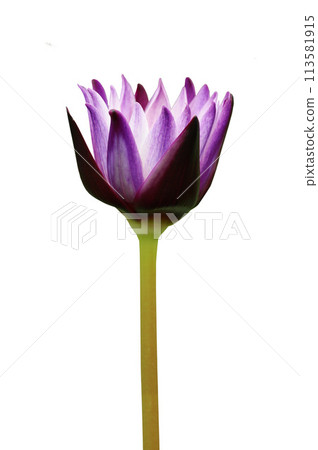 Violet water lily isolated Violet water lily isolated 113581915