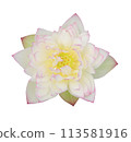 Pink water lily isolated 113581916