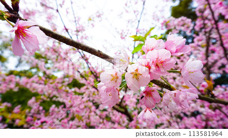 禦所八幡神社的可愛粉紅櫻花 113581964